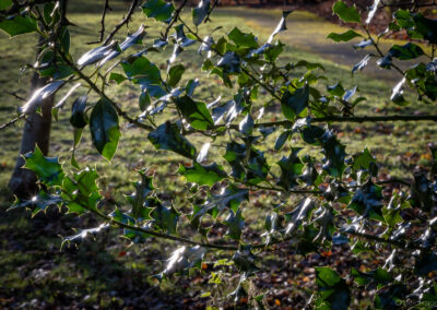 Winter Time at Darwin Gardens