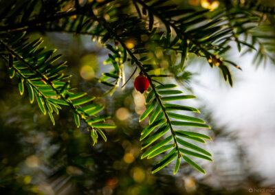 Winter Time at Darwin Gardens