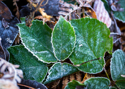 Winter Time at Darwin Gardens