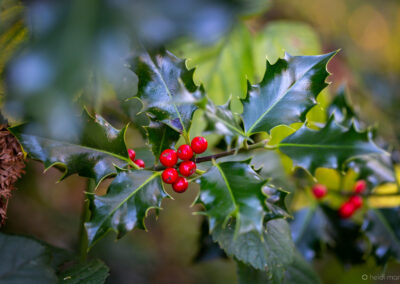 Winter Time at Darwin Gardens