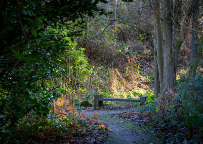 Winter Time at Darwin Gardens
