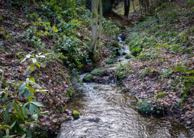 Winter Time at Darwin Gardens