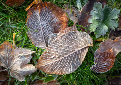 Winter Time at Darwin Gardens