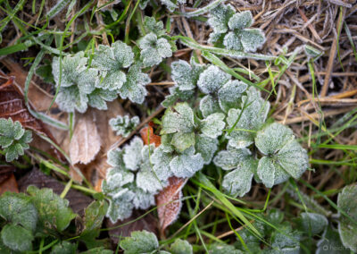 Winter Time at Darwin Gardens