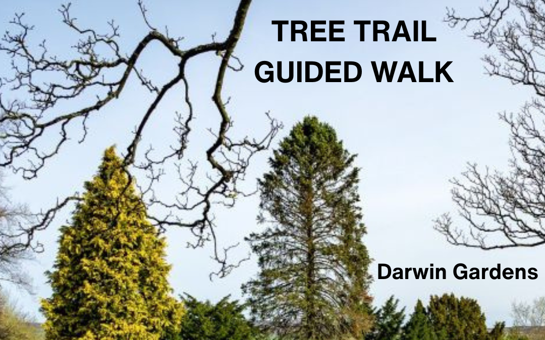 Tree Trail Guided Walk 24/06/26